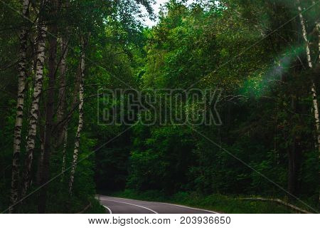 Road To The Distance Among The Forest
