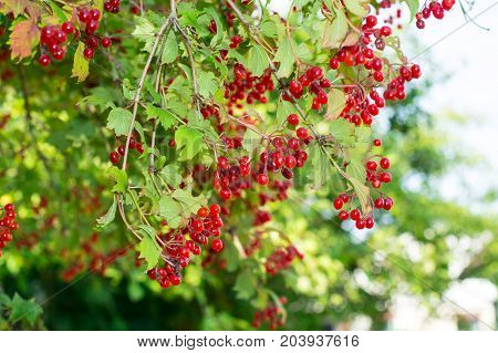 Clusters of red viburnum on branches. Studio Photo