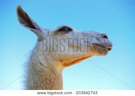 alpaca portrait on blue sky agriculture mammal wool fur