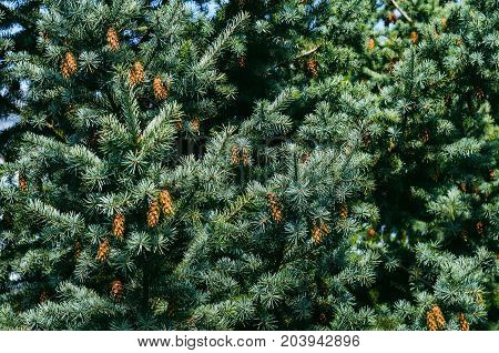 Lush Spruce Branches with Cones Background. Texture of a Natural Plant