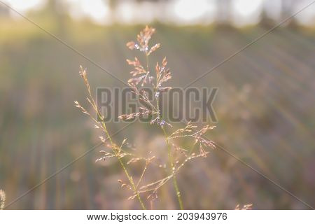 Dew Drops On Grass Blades In The Morning Chill