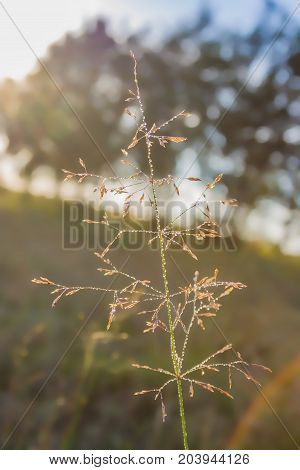 Dew Drops On Grass Blades In The Morning Chill