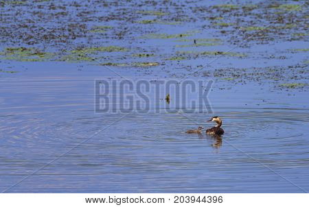 Crested grebe duck, podiceps cristatus, and baby on water lake, Kis-Balaton, Hungary