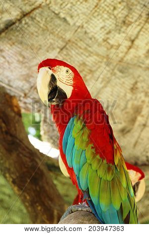 Macore bird parrot beautiful in the zoo