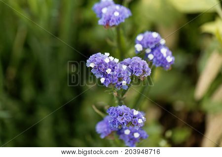 Sea Lavender (limonium Sinuatum)