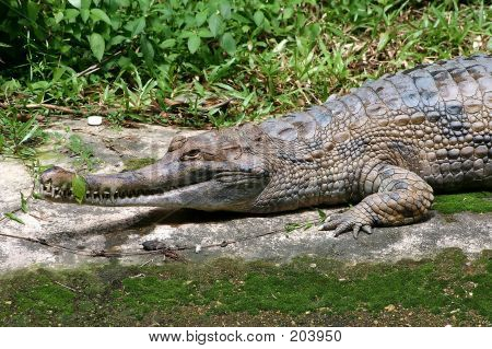 Krokodille