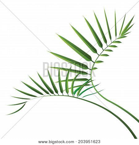 Green cycad leaf isolated on white background. vector illustration.