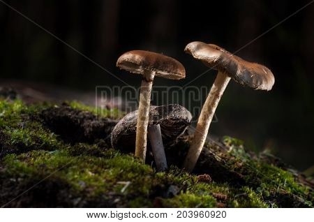 Mushrooms in the forest are illuminated by the sun's rays of light.