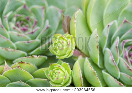 Close-up photo of green succulent plant with young shoots and blurred background suitable as a texture