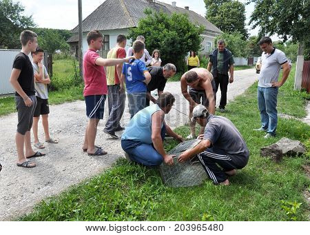 Shmankivchyky - Ukraine - 29 June 2016. The villagers caught an unknown animal which is popularly called Chupacabra. 
