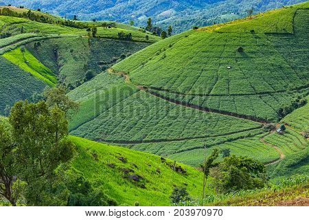 little hut surrounded by crop and corn on top of the mountain in the countryside at Pa Bong Piang near Inthanon National Park and Mae Chaem Chiangmai Thailand.