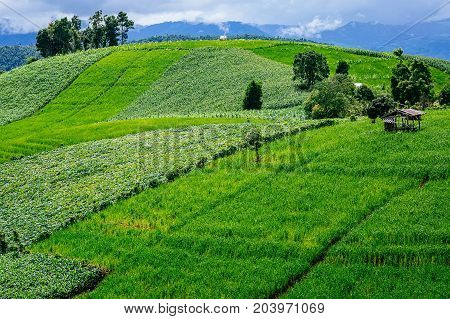 Little Hut Surrounded By Crop And Corn On Top Of The Mountain In The Countryside...