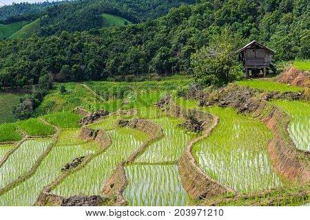 Rice terrace and mountain with the rain storm at the background at Pa Bong Piang near Inthanon National Park and Mae Chaem Chiangmai Thailand.
