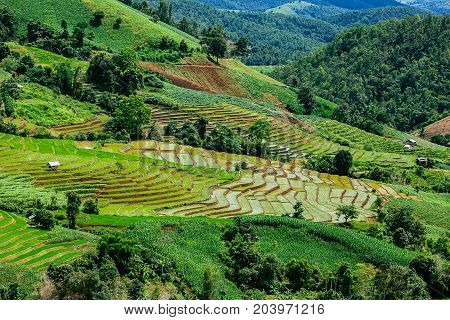 Rice terrace and mountain with the rain storm at the background at Pa Bong Piang near Inthanon National Park and Mae Chaem Chiangmai Thailand.