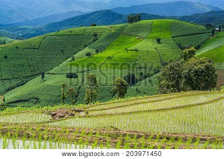 Rice terrace and mountain with the rain storm at the background at Pa Bong Piang near Inthanon National Park and Mae Chaem Chiangmai Thailand.
