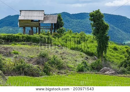 little hut and Rice terrace in a cloudy lighting surrounded by trees and mountains at Pa Bong Piang near Inthanon National Park and Mae Chaem Chiangmai Thailand.