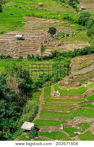 Rice terrace and mountain with the rain storm at the background at Pa Bong Piang near Inthanon National Park and Mae Chaem Chiangmai Thailand.