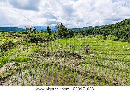 A farmer is walking along his rice terrace to check for his rice field in a cloudy sky at Pa Bong Piang near Inthanon National Park and Mae Chaem Chiangmai Thailand.