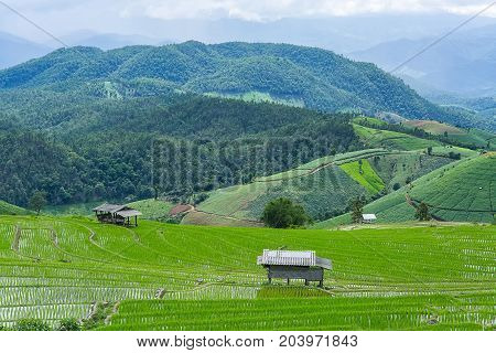 little hut and Rice terrace in a cloudy lighting during rainny season surrounded by trees and mountains in rainy season at Pa Bong Piang near Intranon National Park and Mae Chaem Thailand.
