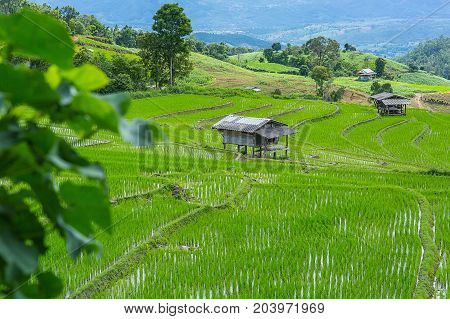 little hut and Rice terrace in a cloudy lighting surrounded by trees and mountains at Pa Bong Piang near Inthanon National Park and Mae Chaem Chiangmai Thailand.