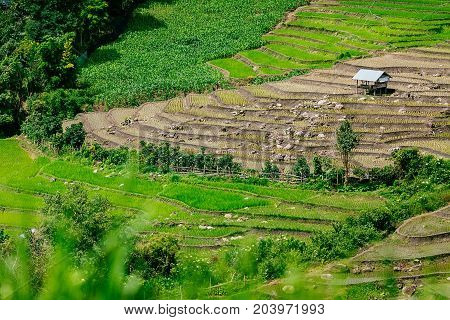 Rice terrace and mountain with the rain storm at the background at Pa Bong Piang near Inthanon National Park and Mae Chaem Chiangmai Thailand.