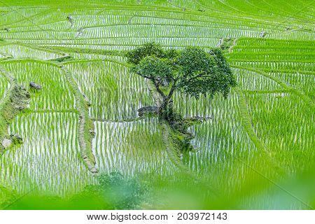 A tree that surrounded by rice terraces at Pa Bong Piang near Inthanon National Park and Mae Chaem Chiangmai Thailand.
