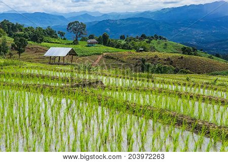 Rice terrace and mountain with the rain storm at the background at Pa Bong Piang near Inthanon National Park and Mae Chaem Chiangmai Thailand.