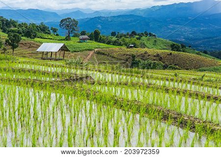 Rice terrace and mountain with the rain storm at the background at Pa Bong Piang near Inthanon National Park and Mae Chaem Chiangmai Thailand.