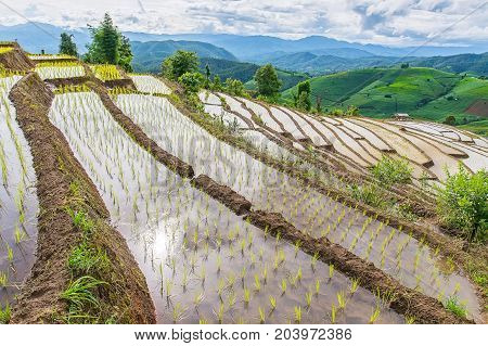 Rice terrace in a cloudy lighting of rainy season at Pa Bong Piang near Intranon National Park and Mae Chaem Thailand.