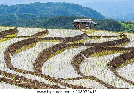 little hut and Rice terrace in a cloudy lighting surrounded by trees and mountains at Pa Bong Piang near Inthanon National Park and Mae Chaem Chiangmai Thailand.