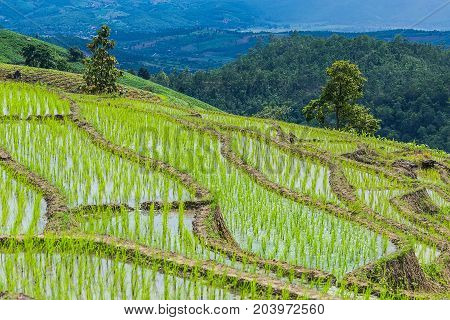 Rice terrace in a cloudy lighting surrounded by trees and mountains at Pa Bong Piang near Inthanon National Park and Mae Chaem Chiangmai Thailand.