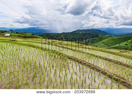 Rice terrace and mountain with the rain storm at the background at Pa Bong Piang near Inthanon National Park and Mae Chaem Chiangmai Thailand.