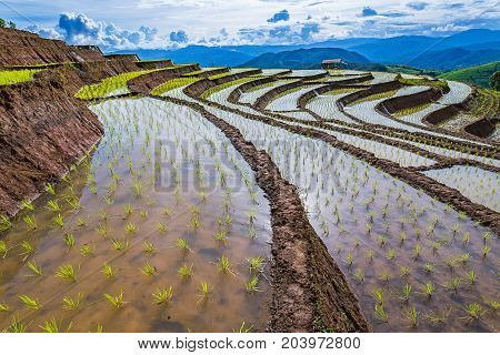 little hut and Rice terrace in a cloudy lighting surrounded by trees and mountains at Pa Bong Piang near Inthanon National Park and Mae Chaem Chiangmai Thailand.