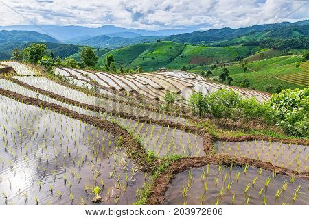 little hut and Rice terrace in a cloudy lighting surrounded by trees and mountains at Pa Bong Piang near Inthanon National Park and Mae Chaem Chiangmai Thailand.