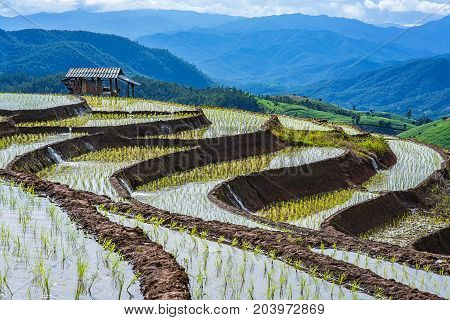 little hut and Rice terrace in a cloudy lighting surrounded by trees and mountains at Pa Bong Piang near Inthanon National Park and Mae Chaem Chiangmai Thailand.