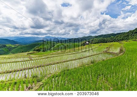 Rice terrace and mountain with the rain storm at the background at Pa Bong Piang near Inthanon National Park and Mae Chaem Chiangmai Thailand.