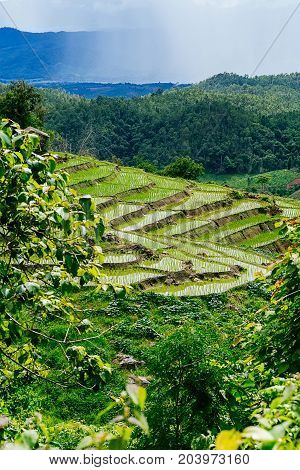 Rice terrace and mountain with the rain storm at the background at Pa Bong Piang near Inthanon National Park and Mae Chaem Chiangmai Thailand.