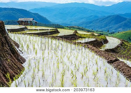 little hut and Rice terrace in a cloudy lighting surrounded by trees and mountainsat Pa Bong Piang near Inthanon National Park and Mae Chaem Chiangmai Thailand.