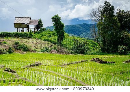 Rice terrace and mountain with the rain storm at the background at Pa Bong Piang near Inthanon National Park and Mae Chaem Chiangmai Thailand.