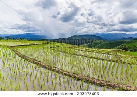 Rice terrace and mountain with the rain storm at the background at Pa Bong Piang near Inthanon National Park and Mae Chaem Chiangmai Thailand.