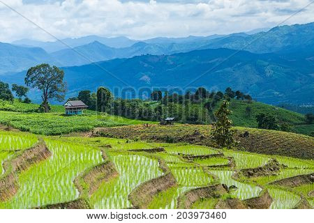 little hut and Rice terrace in a cloudy lighting surrounded by trees and mountains at Pa Bong Piang near Inthanon National Park and Mae Chaem Chiangmai Thailand.