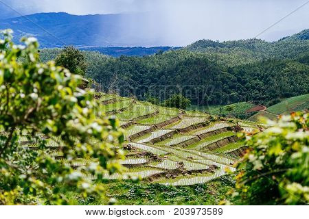 Rice terrace and mountain with the rain storm at the background at Pa Bong Piang near Inthanon National Park and Mae Chaem Chiangmai Thailand.