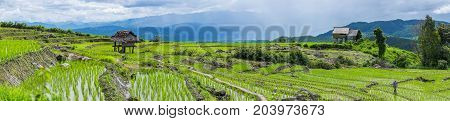 A panorama view of A farmer is walking along his rice field with little hut and Rice terrace in a cloudy lighting surrounded by trees and mountains with a raining storm in the background at Pa Bong Piang near Inthanon National Park and Mae Chaem Chiangmai