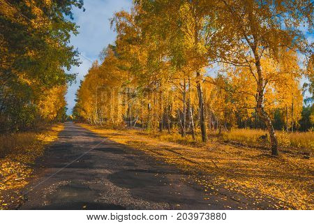 Road Throgh The Birch Grove