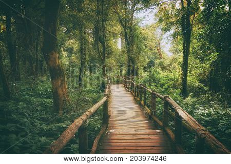 Doi Inthanon National Park Chiang Mai Thailand