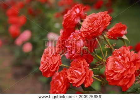Red roses. Rosebush in the garden close-up