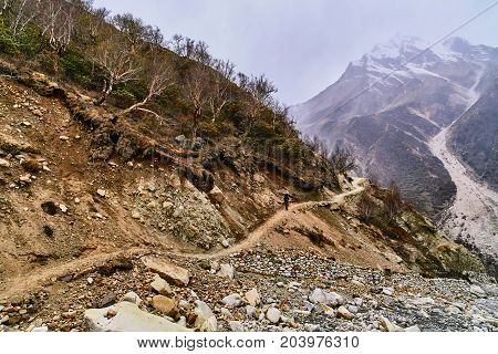 Country road in the mountains with naked mountain trees. Himalaya mountains. Gaumukh glacier Uttarakhand Gangotri India.