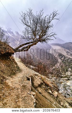 Country road in the mountains with naked mountain tree. Himalaya mountains. Gaumukh glacier Uttarakhand Gangotri India.