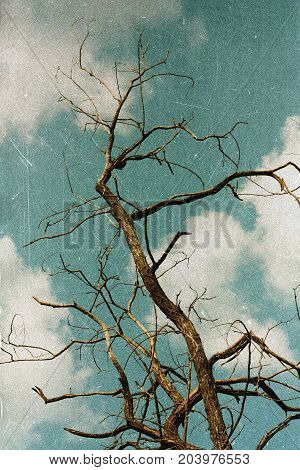 Withered tree acacia against the sky. Retro film effect image