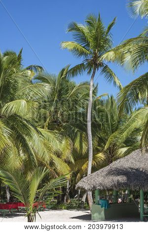 Caribbean sea with turquoise water and palms close to Saona island